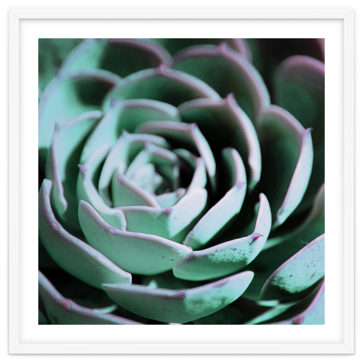 DARKSIDE OF SUCCULENTS III-A