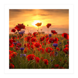 Poppies (Print Only) thumbnail