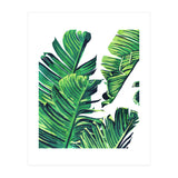 Banana Tree Leaves (Print Only) thumbnail