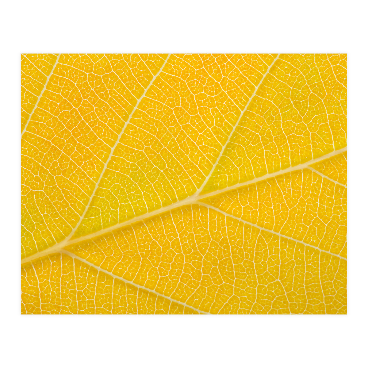Autumn Leaf (Print Only)