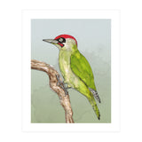 Green woodpecker (Print Only) thumbnail