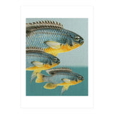 Fish Classic Designs 12 (Print Only) thumbnail
