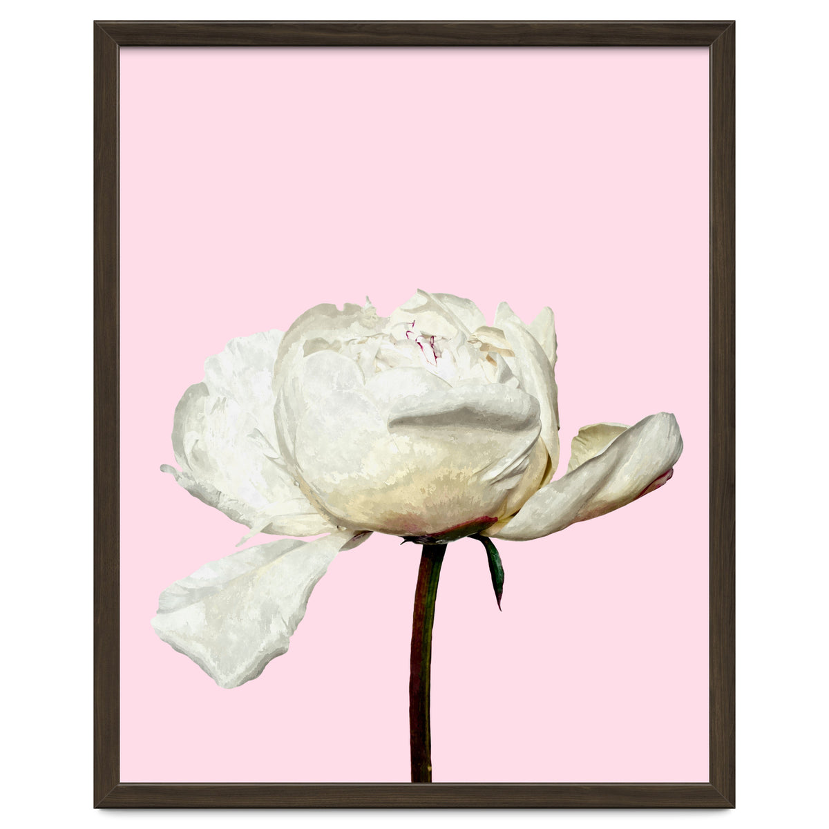 White Peony Pink Background