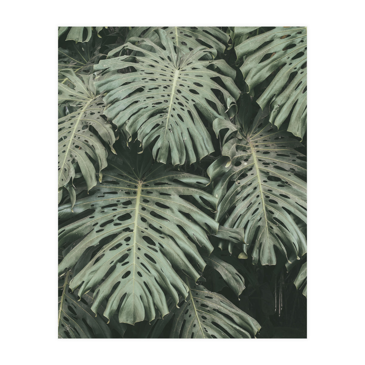 MONSTERA LEAVES (Print Only)
