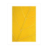 Autumn Leaf (Print Only) thumbnail