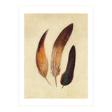 Three Feathers (Print Only) thumbnail