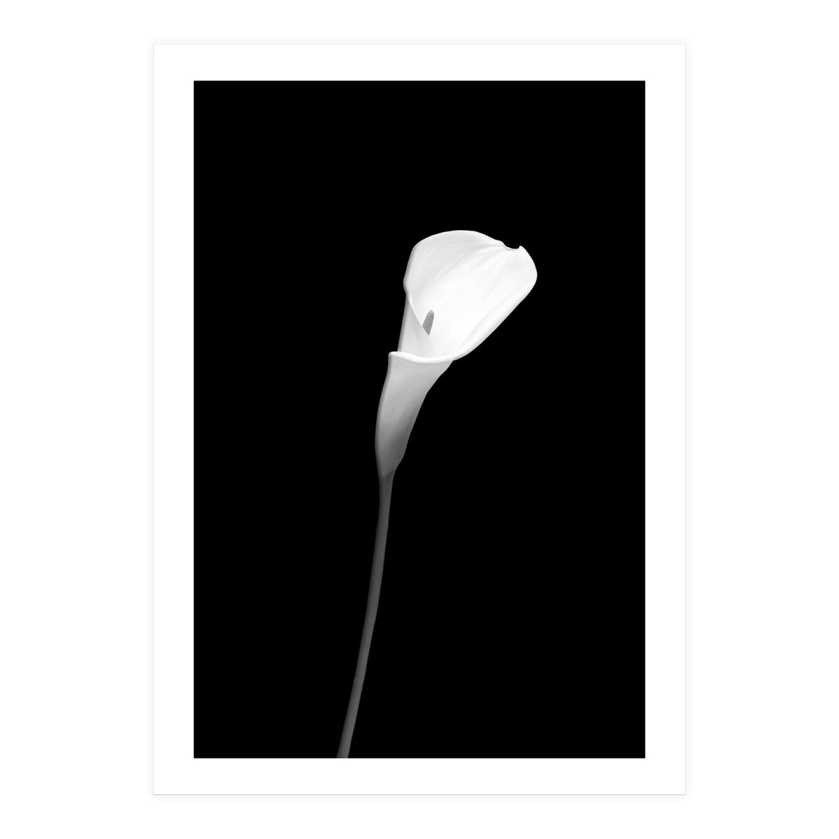 Calla | dark design (Print Only)