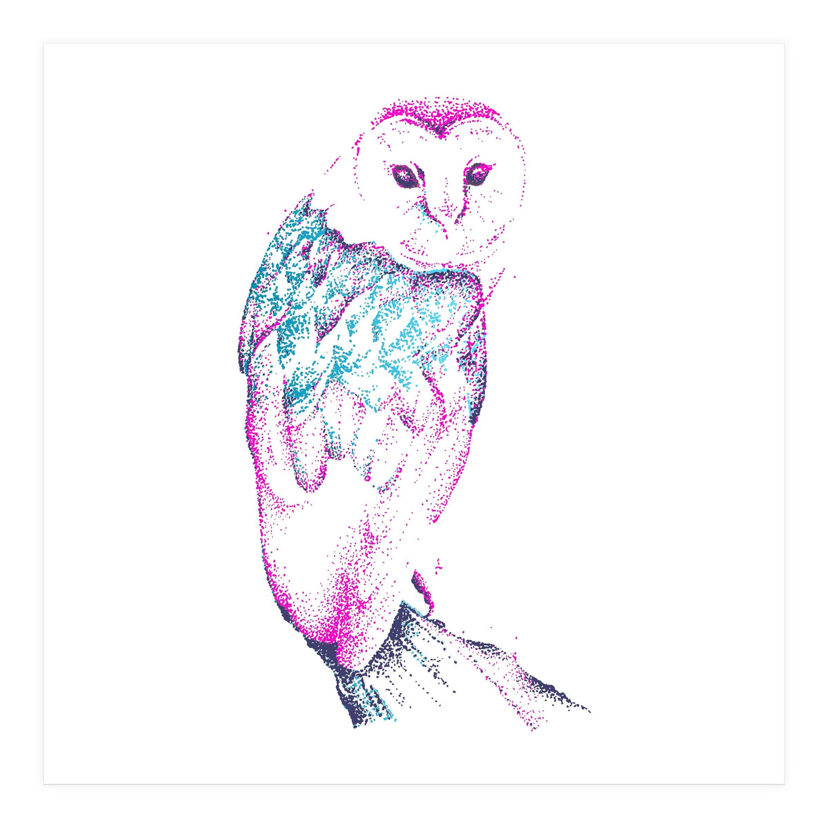 Barn Owl Pinquoise (Print Only)