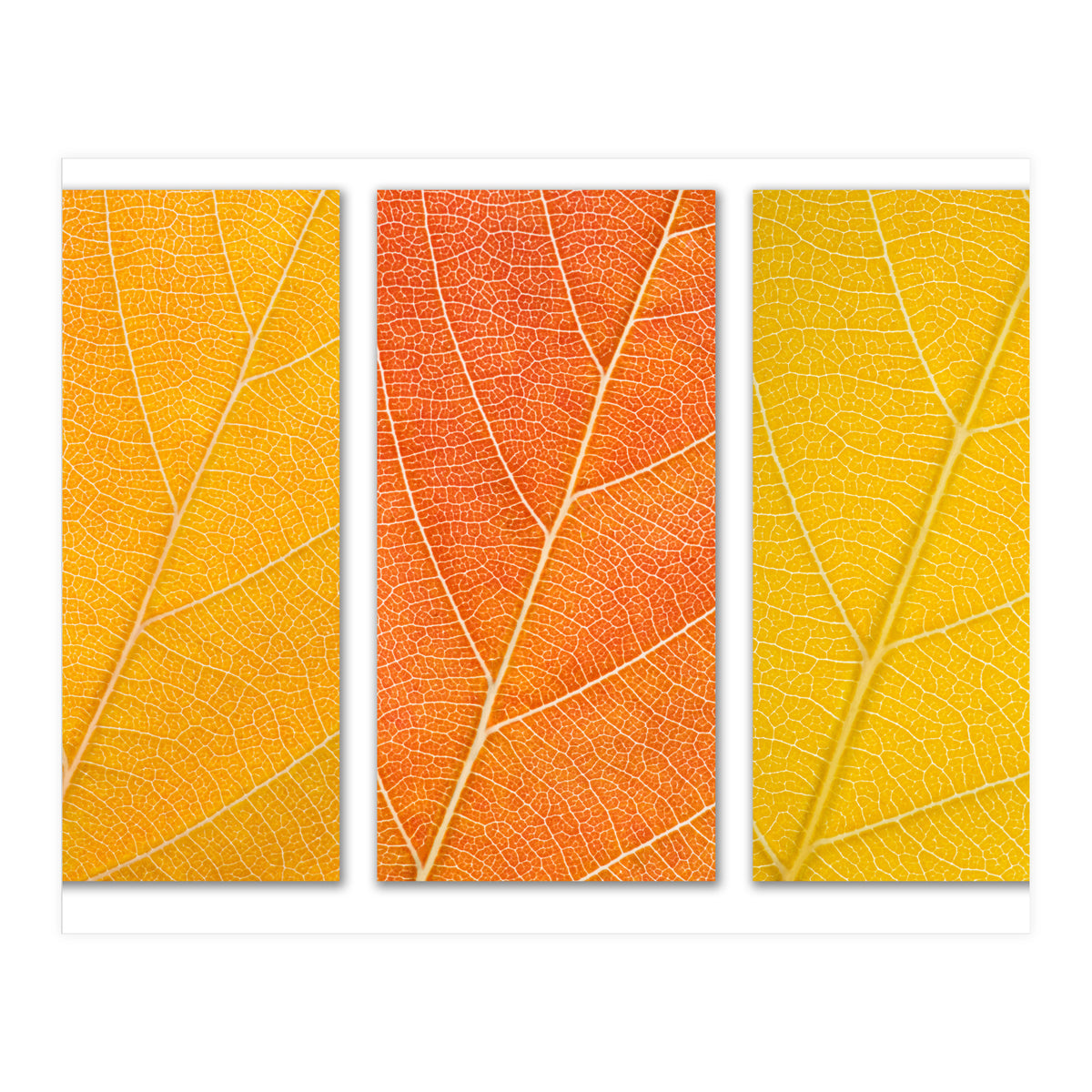 Autumn Leaves (Print Only)