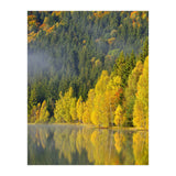 LAKE IN FOREST (Print Only) thumbnail