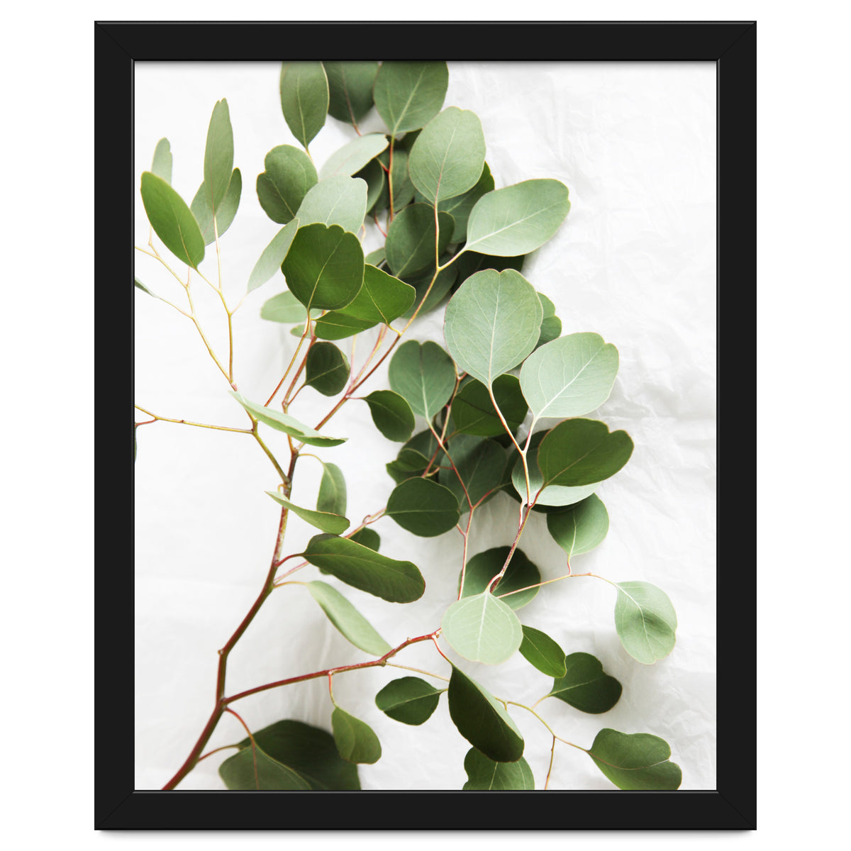 Eucalyptus