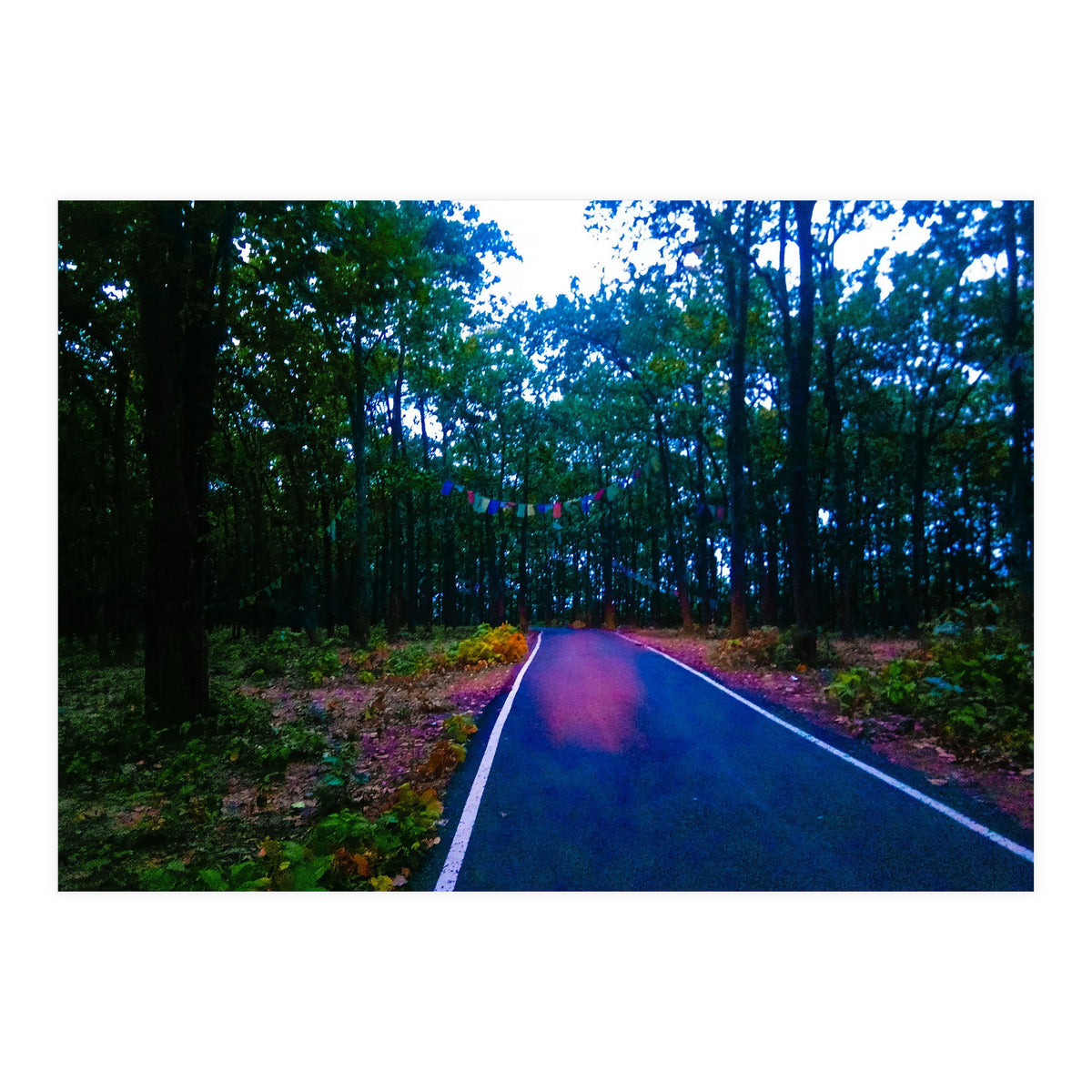 Into The Wild (Print Only)