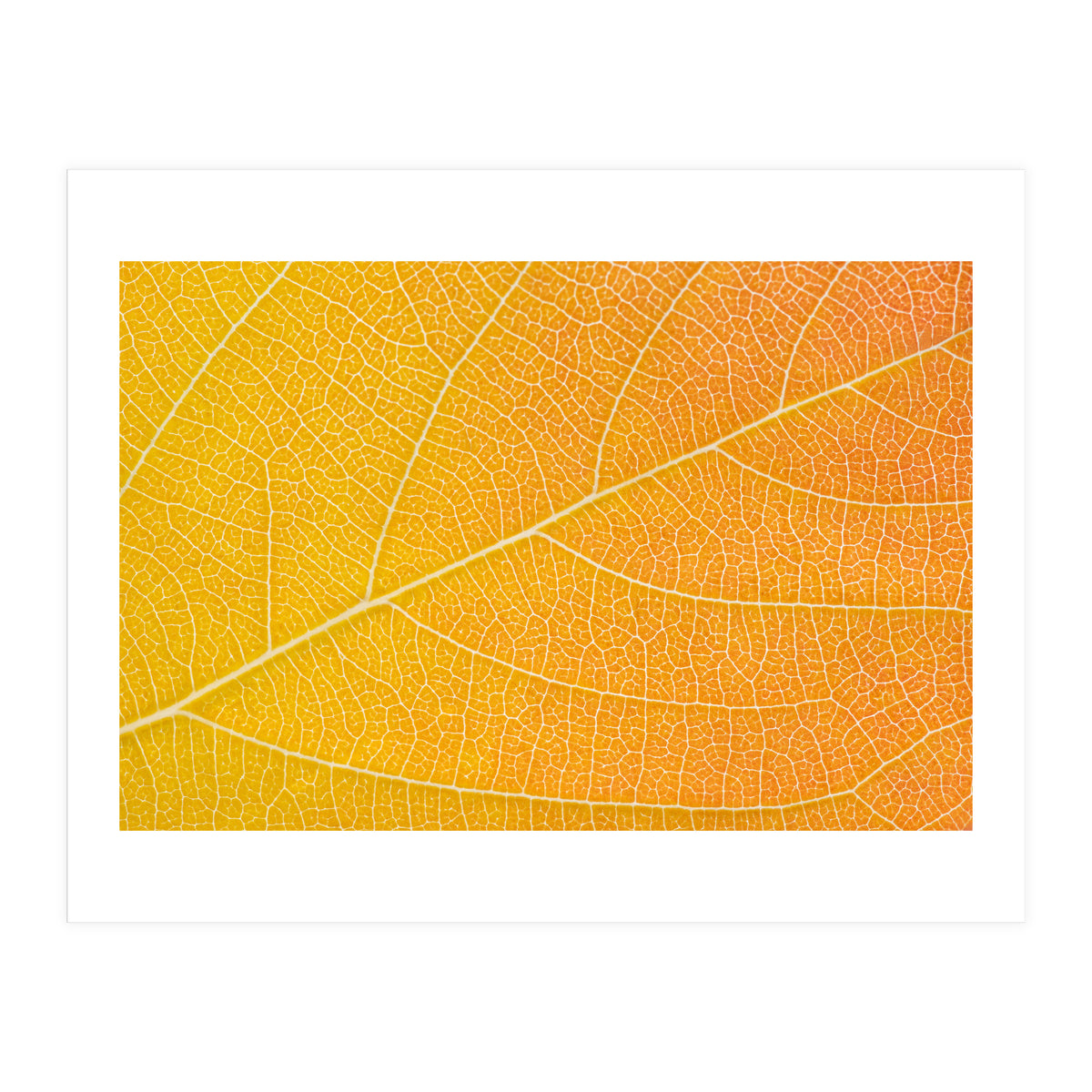 Autumn Leaf (Print Only)
