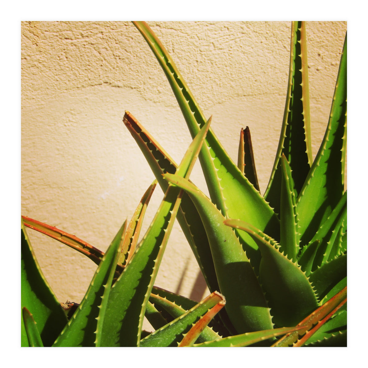 cacti and sunshine (Print Only)