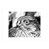 Peregrine  (Print Only) thumbnail
