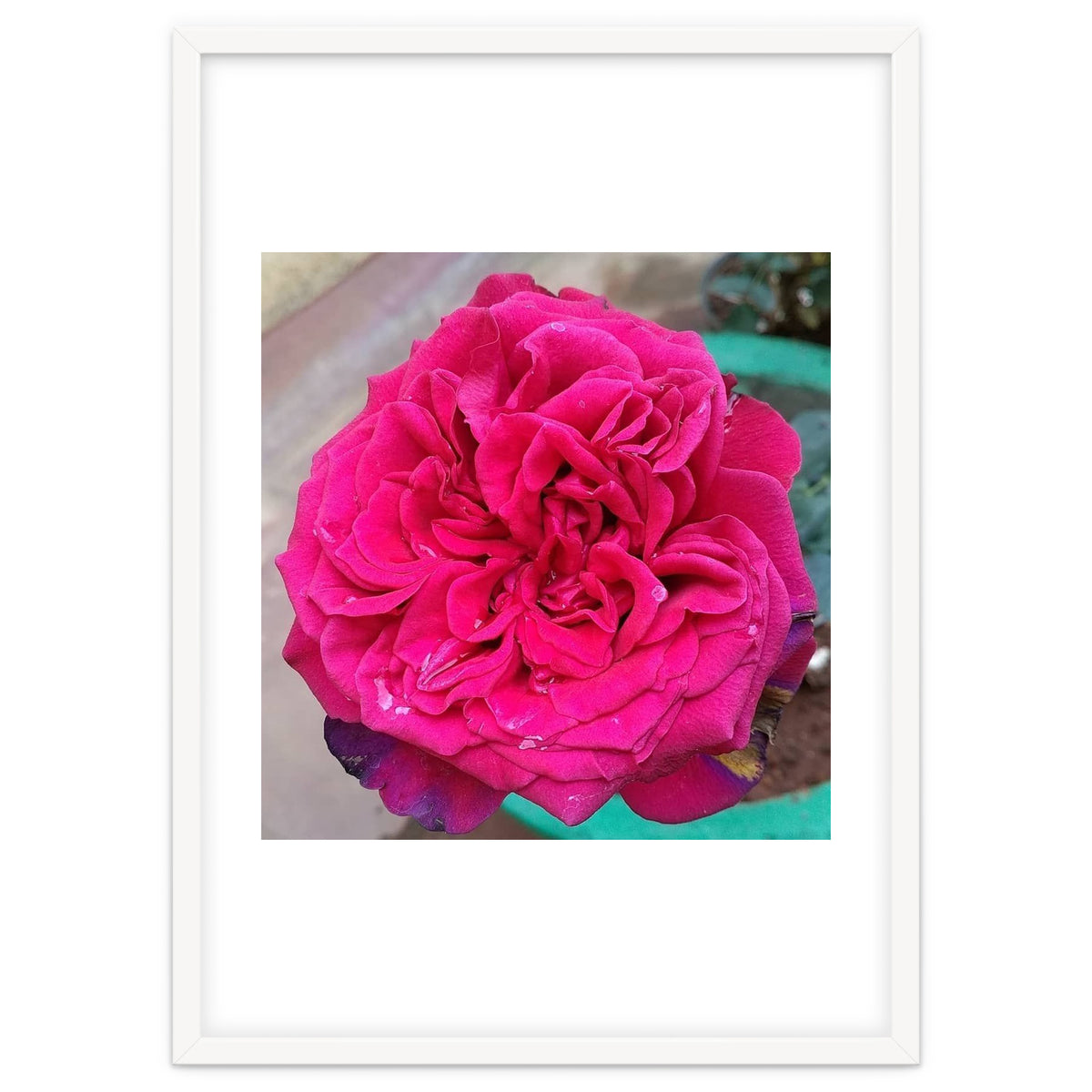 Beautiful Fragrant Rose