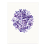 Cc Flower 01 (Print Only) thumbnail