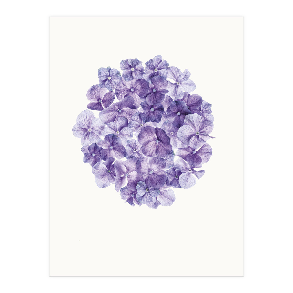 Cc Flower 01 (Print Only)