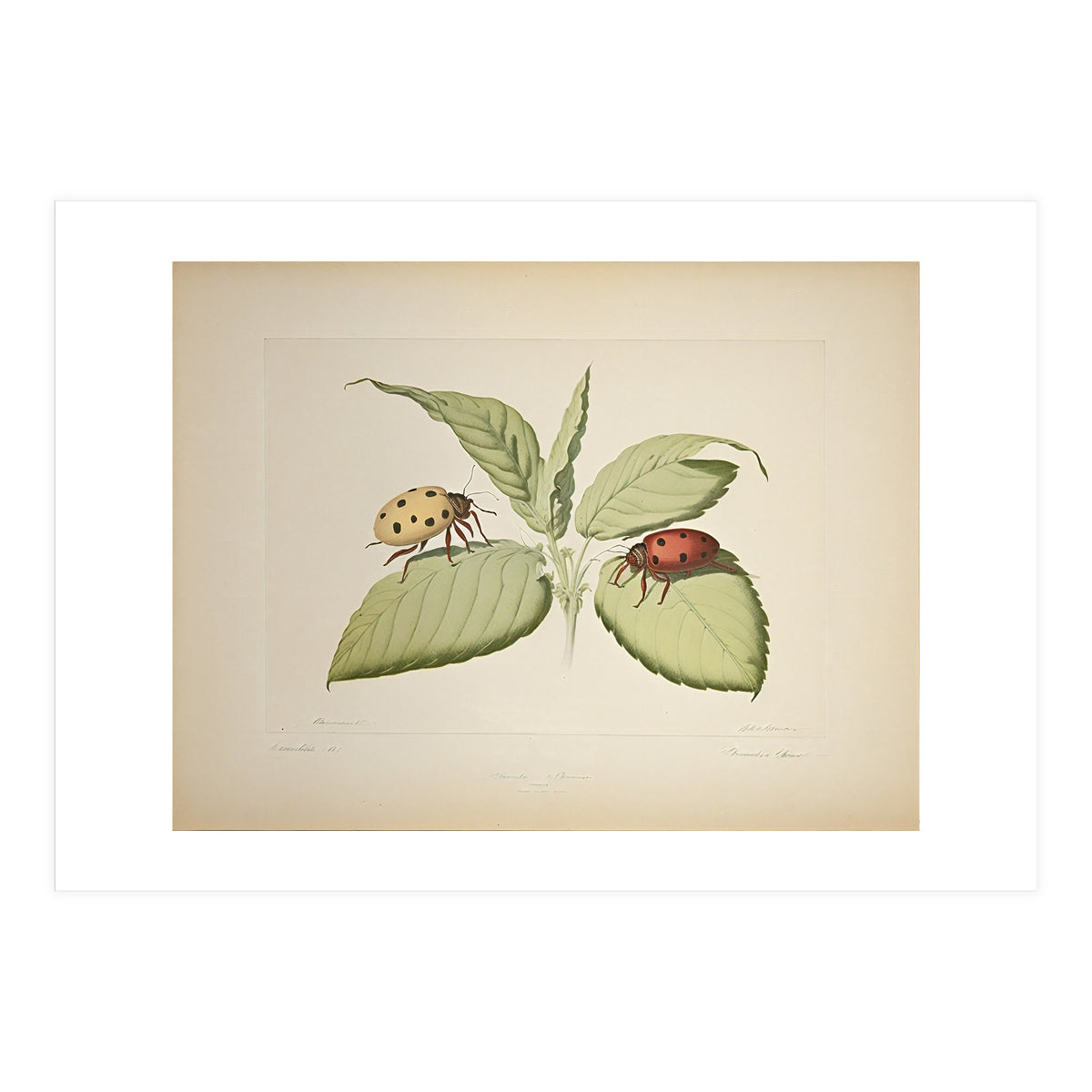 Vintage Ladybirds Illustration (Print Only)