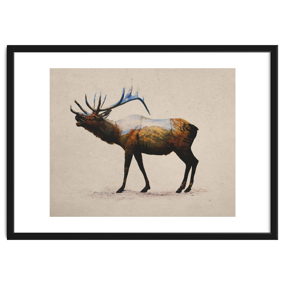 The Rocky Mountain Elk