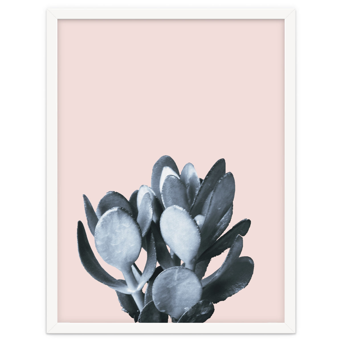 Cactus collection BL-II