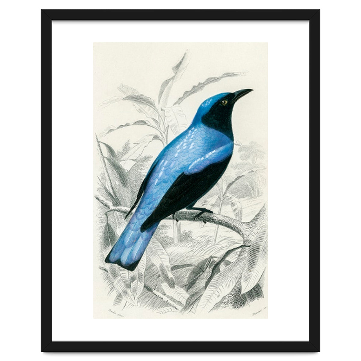 Square-tailed drongo illustrated