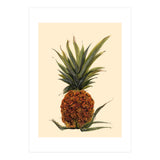 Pineapple (Print Only) thumbnail