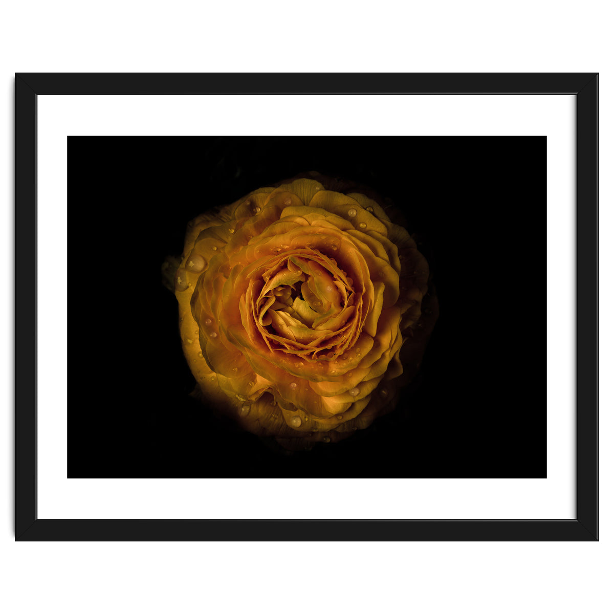 Backyard Flowers No 73 Color Version