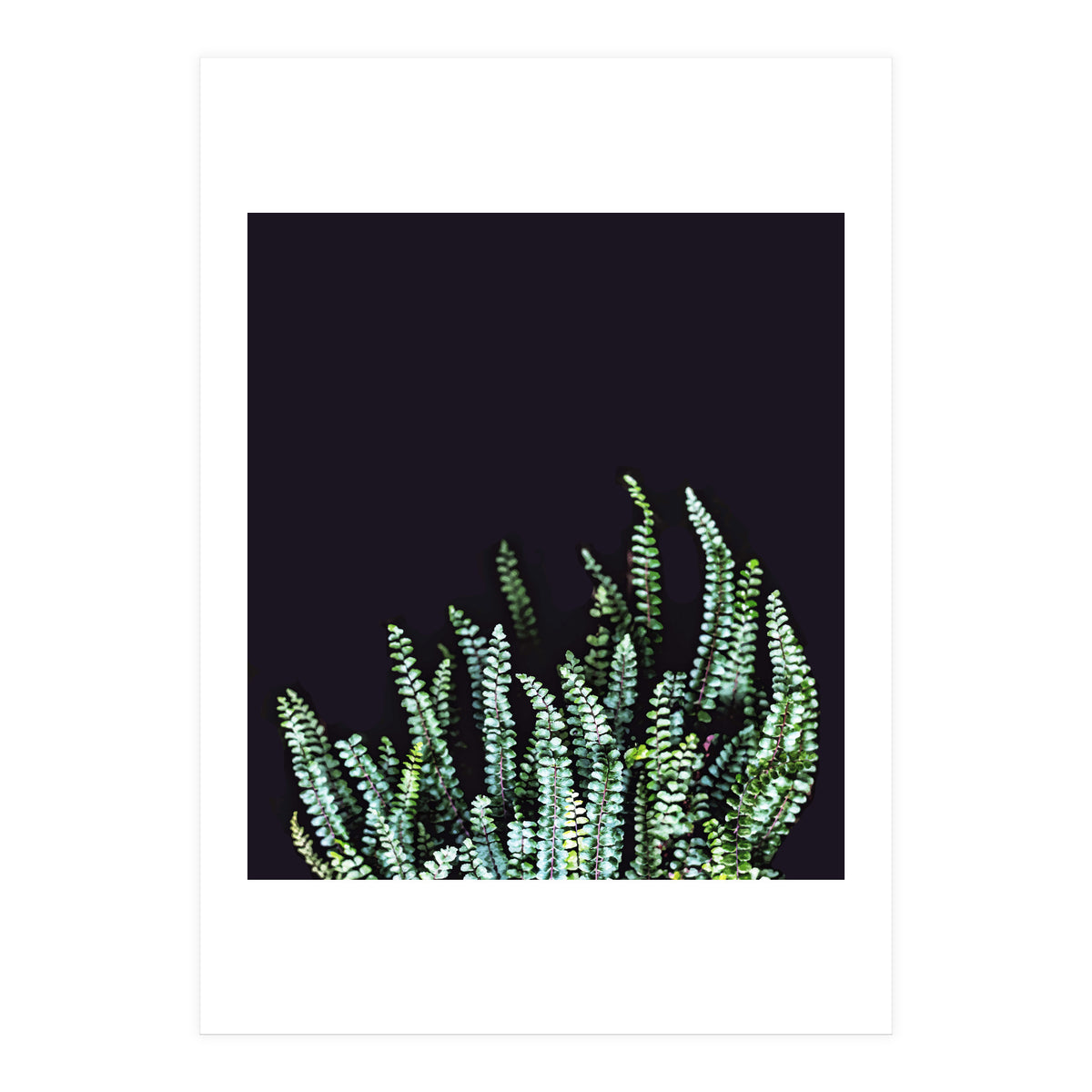 Dark Nature (Print Only)