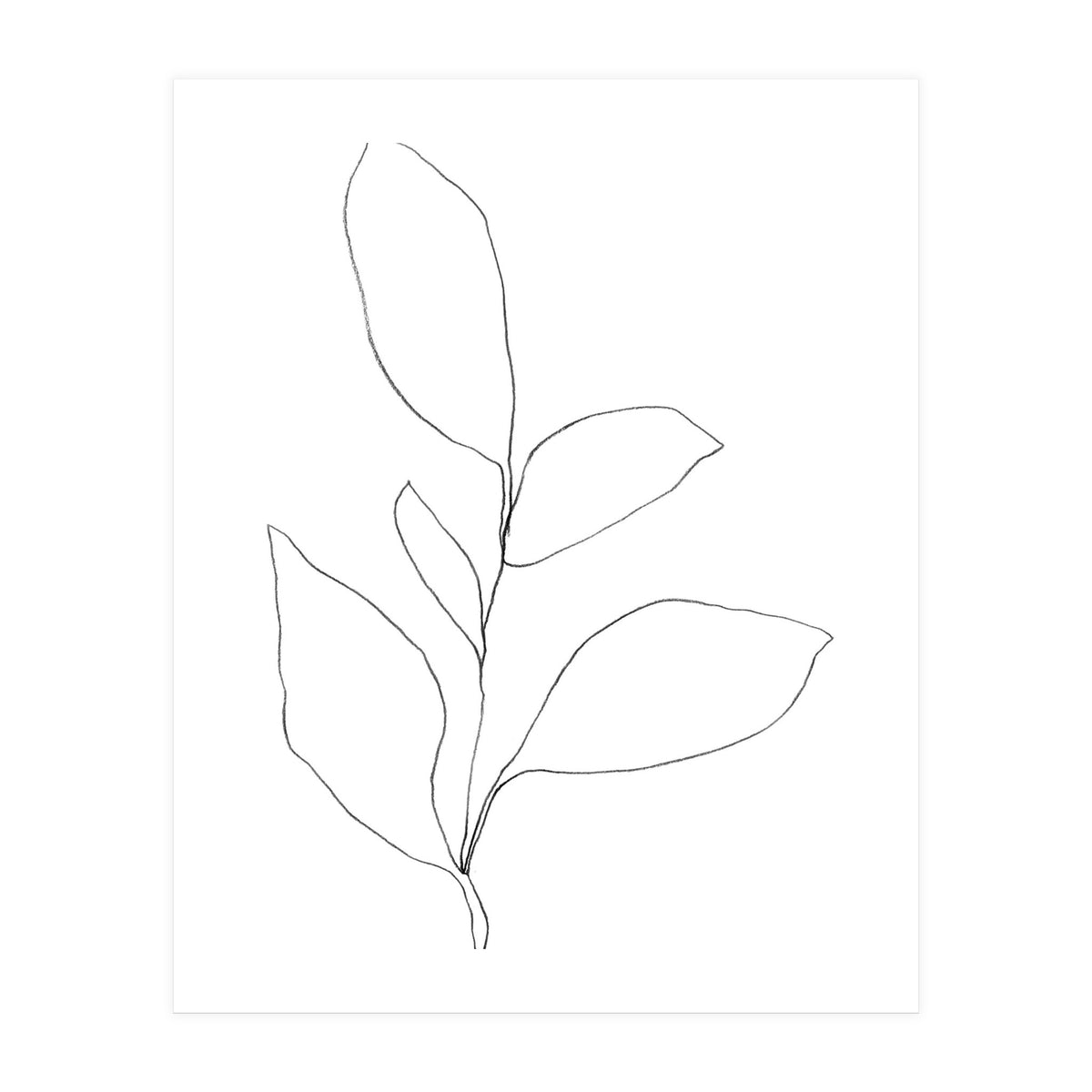 Five Leaf Plant (Print Only)