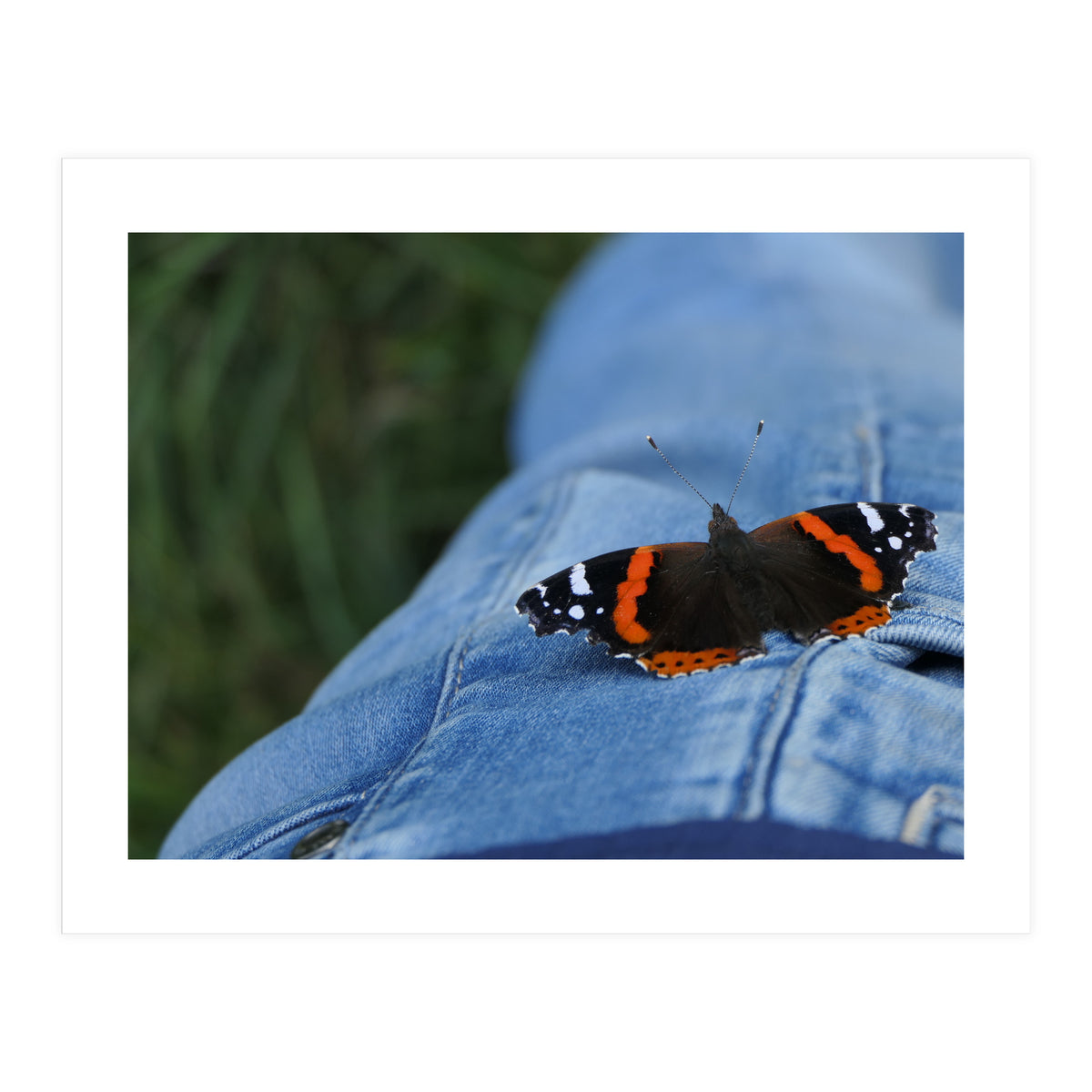 Friendly Butterfly (Print Only)