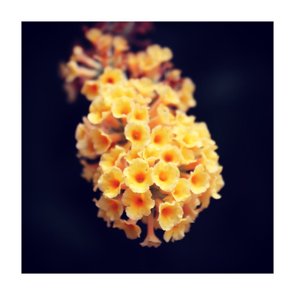 Autumn Flowers (Print Only)