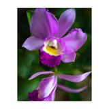 Cattleya Orchidee (Print Only) thumbnail