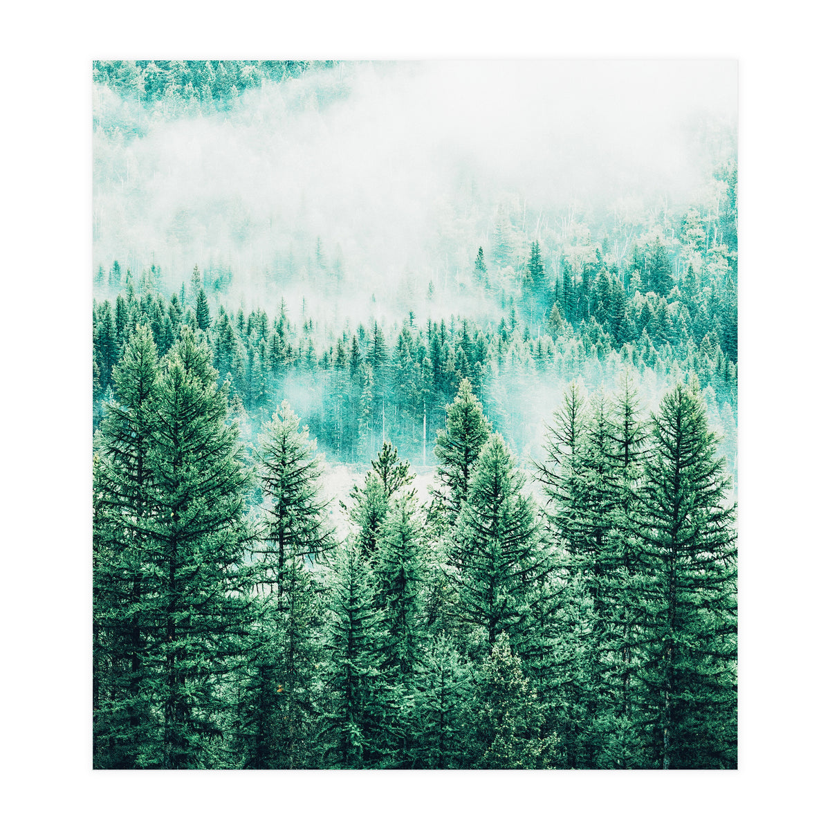 Forest And Fog (Print Only)