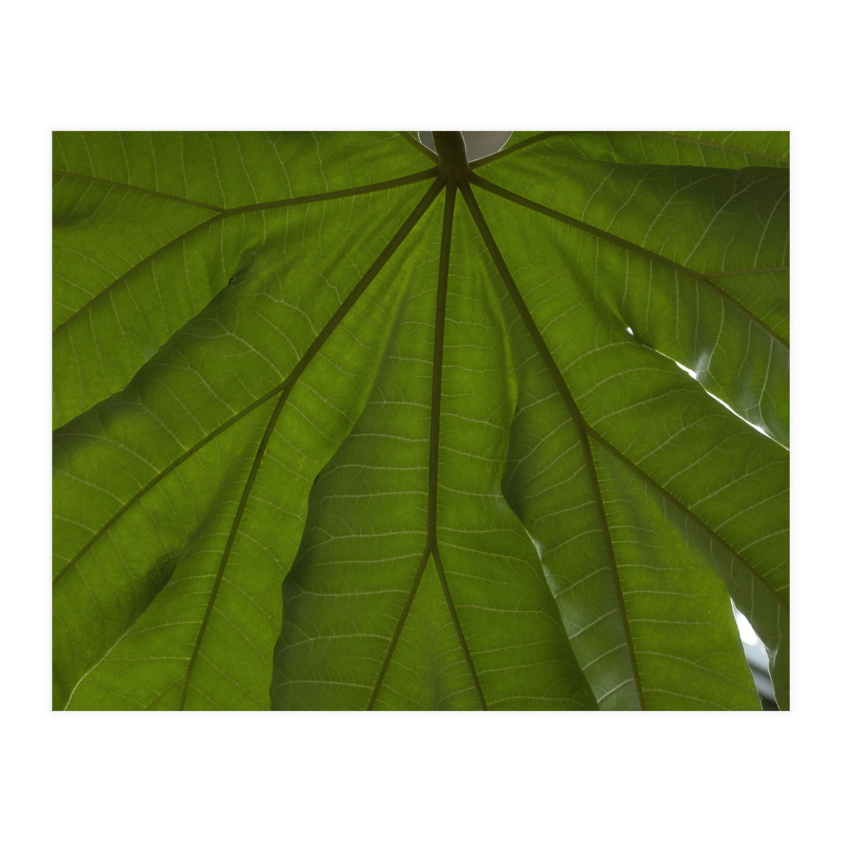 Hothouse (Print Only)