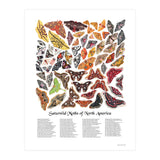 Saturniid Moths of North America (Print Only) thumbnail