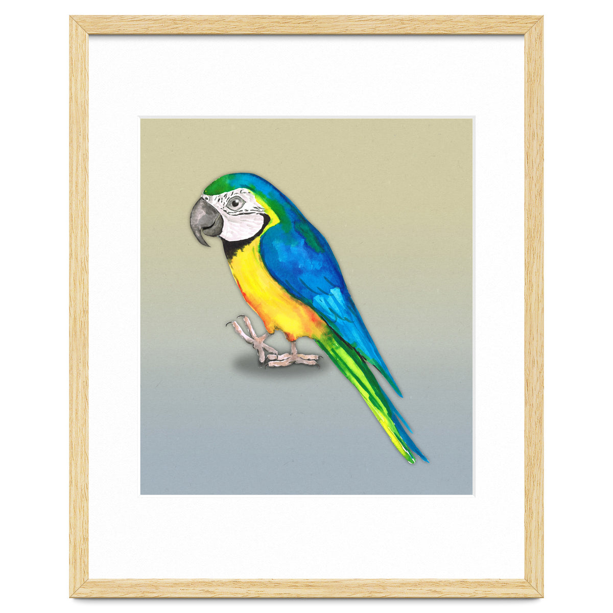 Blue and yellow macaw