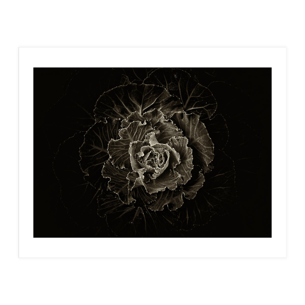 Backyard Flowers No 100 Sepia Version (Print Only)