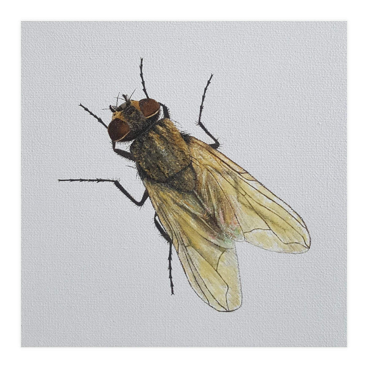 Fly on the wall (Print Only)