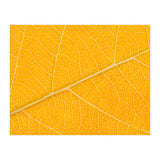 Autumn Leaf (Print Only) thumbnail