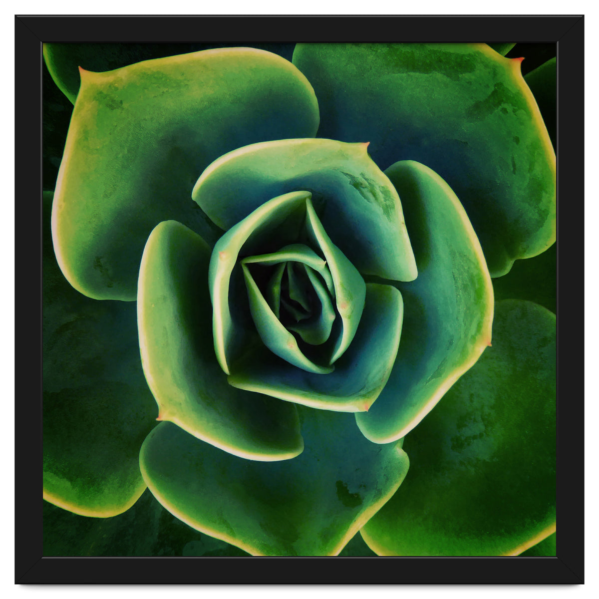 DARKSIDE OF SUCCULENTS XIII