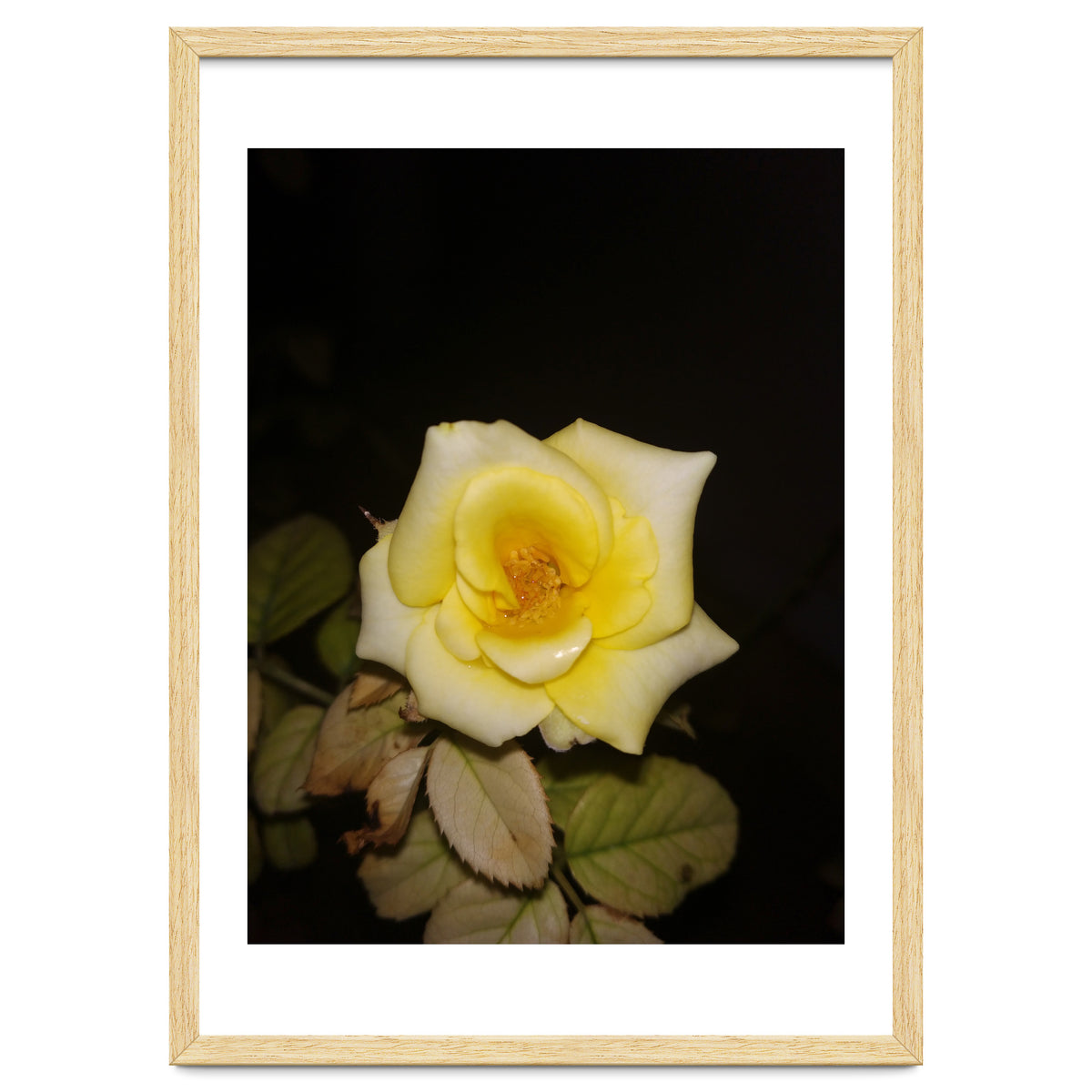 Yellow Rose