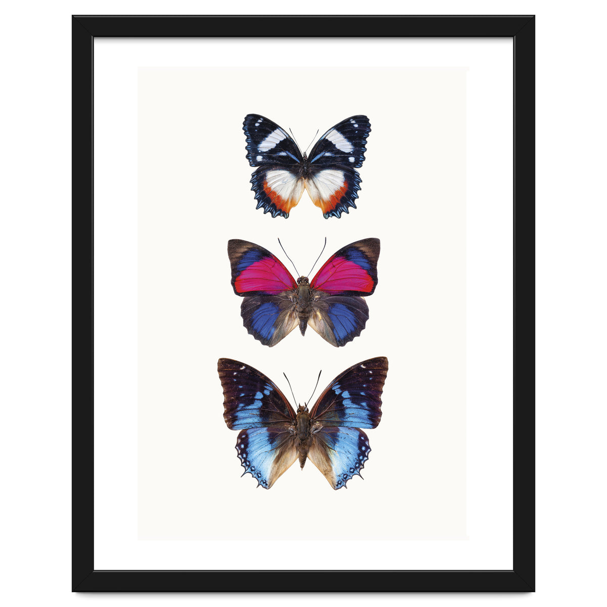 Cc Butterflies 03