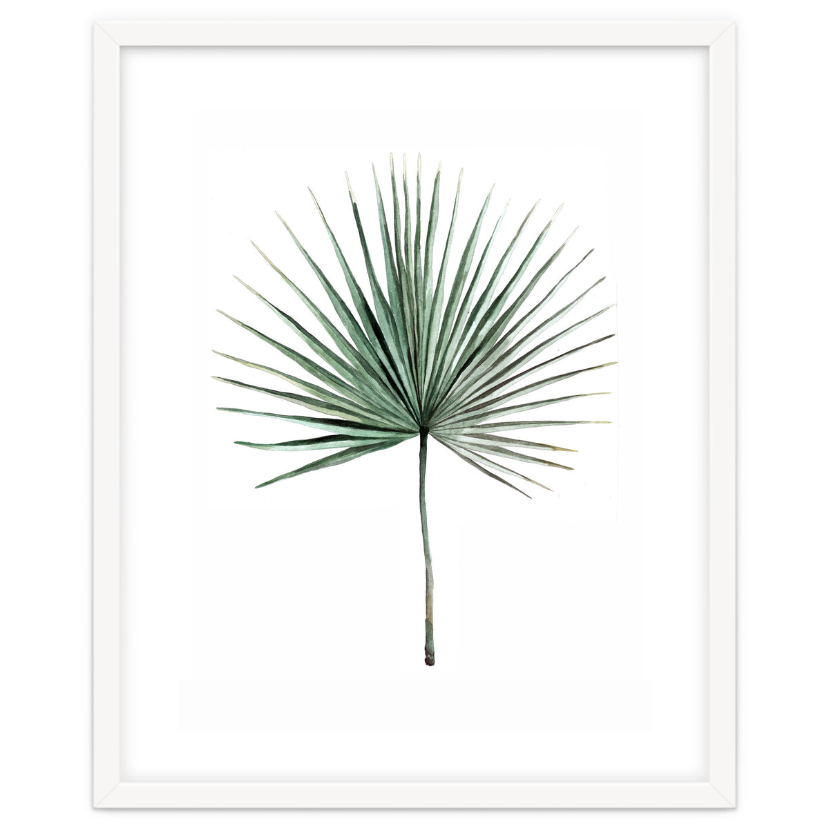 Botanical Illustration Fanpalm