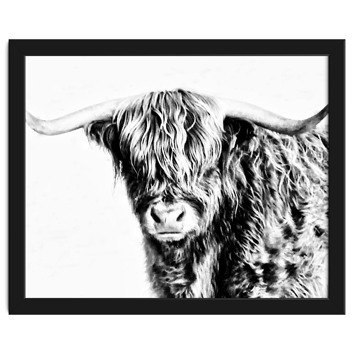 Highland bull