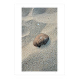 Coastal Shell (Print Only) thumbnail