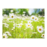 Flowers (Print Only) thumbnail