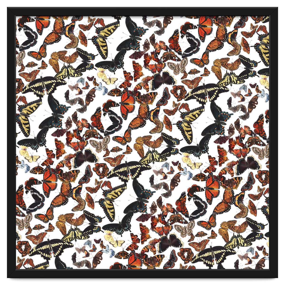 Maine Butterflies Pattern