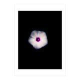 White Flora (Print Only) thumbnail