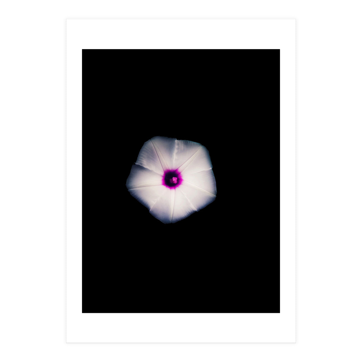 White Flora (Print Only)